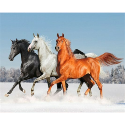 Galopp im Schnee