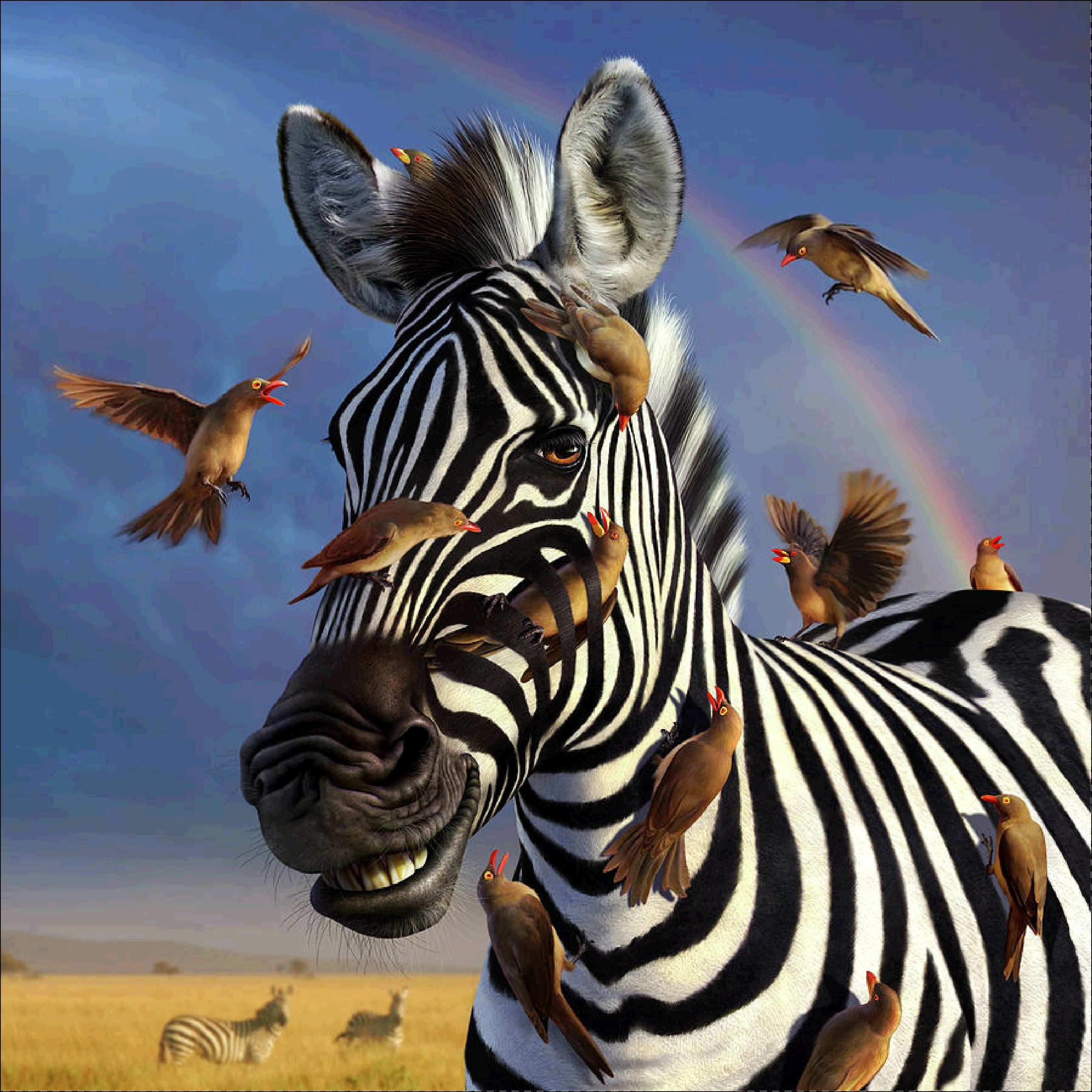 Zebra & Freunde